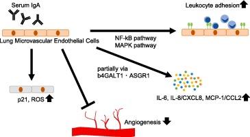 Serum IgA augments adhesiveness of cultured lung microvascular endothelial cells and suppresses angiogenesis