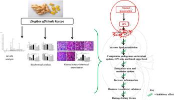 Zingiber officinale (Ginger) Methanol Extract Abates Kidney Dysfunction in Mice Co-exposed to Sub-chronic Alcohol Intoxication and Post-traumatic Stress Disorder