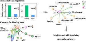 Blockage of ATPase-mediated energy supply inducing metabolic disturbances in algal cells under silver nanoparticles stress