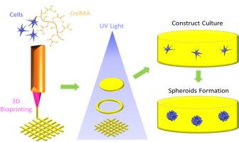 3D bioprinted GelMA platform for the production of lung tumor spheroids