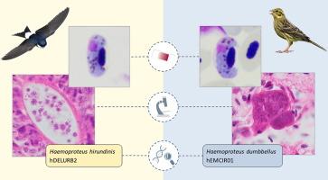 Exo-erythrocytic development of two Haemoproteus species (Haemosporida, Haemoproteidae), with description of Haemoproteus dumbbellus, a new blood parasite of bunting birds (Emberizidae)