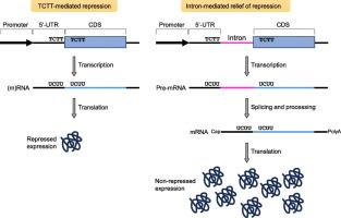 The presence of an intron relieves gene repression caused by promoter-proximal four-bp specific sequences in yeast