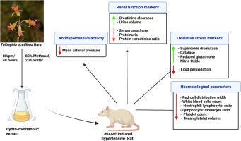 The Antihypertensive Effect of Hydro-methanolic Extract of Tulbaghia acutiloba Harv. in L-NAME induced Hypertensive Rats