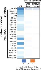 mt-LAF3 is a pseudouridine synthase ortholog required for mitochondrial rRNA and mRNA gene expression in Trypanosoma brucei