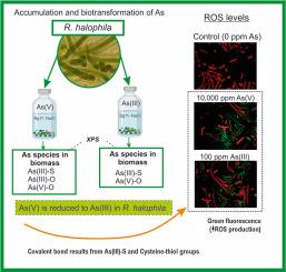 Responses to arsenic stress by the Andean benthic-extremophile cyanobacteria Rivularia halophila