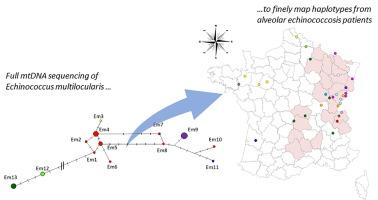 Complete mitochondrial exploration of Echinococcus multilocularis from French alveolar echinococcosis patients