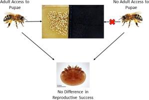 Host brood traits, independent of adult behaviours, reduce Varroa destructor mite reproduction in resistant honeybee populations