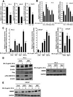 Androgen receptor and hyaluronan-mediated motility receptor as new molecular targets of baicalein: new molecular mechanisms for its anticancer properties