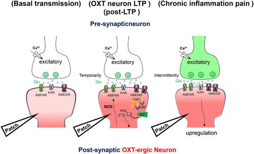 Nitric oxide synthase contributes to the maintenance of LTP in the oxytocin–mRFP1 neuron of the rat hypothalamus