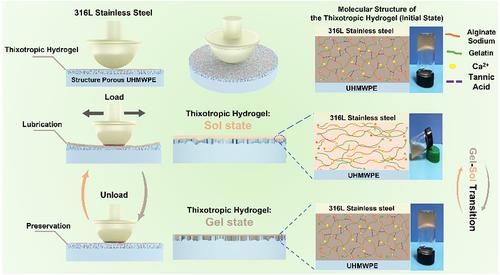 Bio-inspired low wear and durable lubrication interfacial system based on thixotropic hydrogel for artificial joints