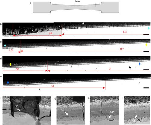 Statistical in situ scanning electron microscopy investigation on the failure of oxide scales
