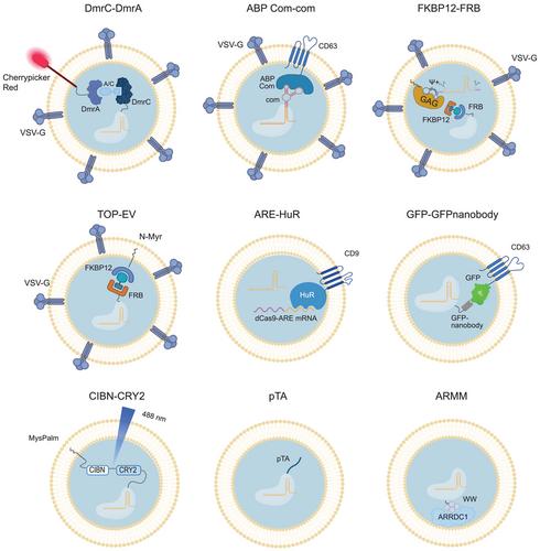 CRISPR delivery with extracellular vesicles: Promises and challenges