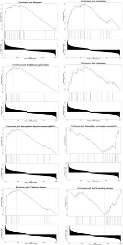 Analysis of potential key ferroptosis genes in the pathogenesis of ankylosing spondylitis by bioinformatics