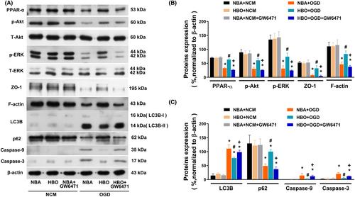 Hyperbaric oxygen therapy suppresses hypoxia and reoxygenation injury to retinal pigment epithelial cells through activating peroxisome proliferator activator receptor-alpha signalling