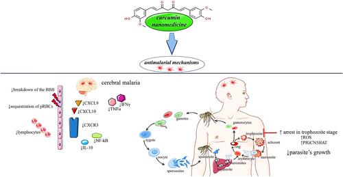 Curcumin-loaded nanomedicines as therapeutic strategy in malaria management