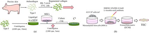 Morphology and gene expression of sex-determining region Y-box 9 and runt-related transcription factor 2 in centrifugally compressed cell collagen-combined constructs (C6)