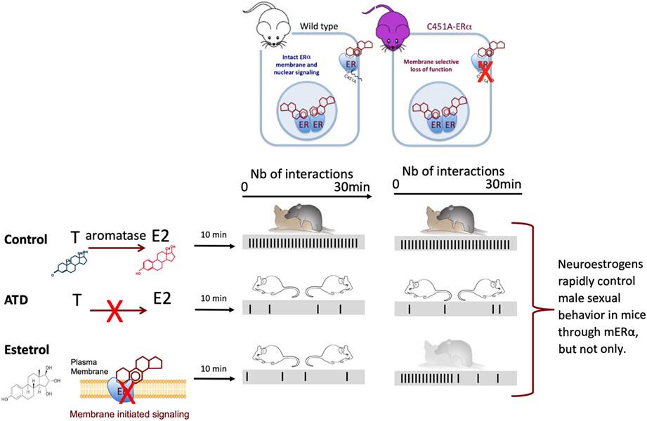 Role of membrane estrogen receptor alpha (ERα) in the rapid regulation of male sexual behavior