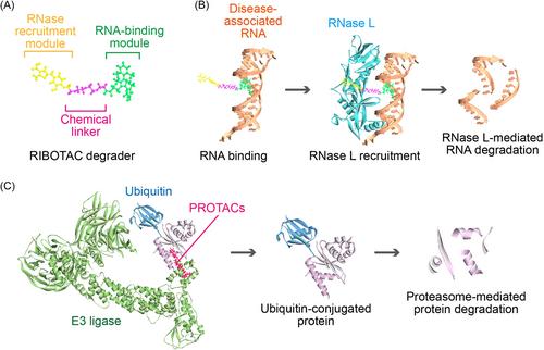 Small-molecule drugs as RNA-targeted degraders