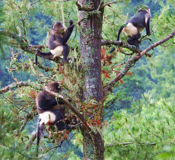 Effects of provisioning on the activity budget and foraging strategies of black-and-white snub-nosed monkeys (Rhinopithecus bieti) in the Baima Snow Mountain Nature Reserve, Yunnan, China