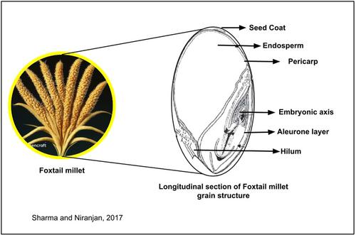 Nutritional exploration of foxtail millet (Setaria italica) in addressing food security and its utilization trends in food system