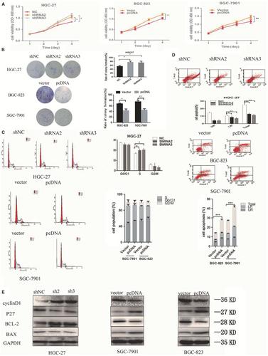 Correction to Down-regulated lncRNA SLC25A5-AS1 facilitates cell growth and inhibits apoptosis via miR-19a-3p/PTEN/PI3K/AKT signalling pathway in gastric cancer