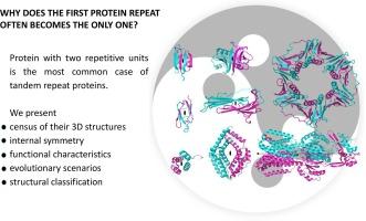 Why does the first protein repeat often become the only one?