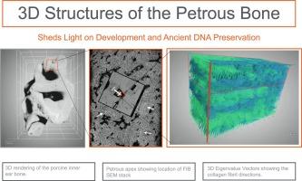 Three dimensional structures of the inner and outer pig petrous bone using FIB-SEM: Implications for development and ancient DNA preservation