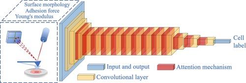 Cell recognition based on atomic force microscopy and modified residual neural network