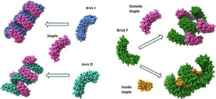 Engineering of brick and staple components for ordered assembly of synthetic repeat proteins