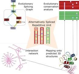 Building alternative splicing and evolution-aware sequence-structure maps for protein repeats