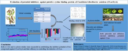 Identification and evaluation of potential inhibitor molecules against TcyA from Candidatus Liberibacter asiaticus