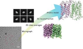 Structural analysis of the water channel AQP2 by single-particle cryo-EM