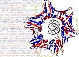 The repetitive structure of DNA clamps: An overlooked protein tandem repeat