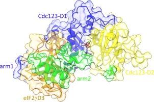 Binding of human Cdc123 to eIF2γ