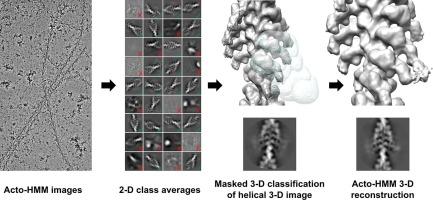 Double-headed binding of myosin II to F-actin shows the effect of strain on head structure