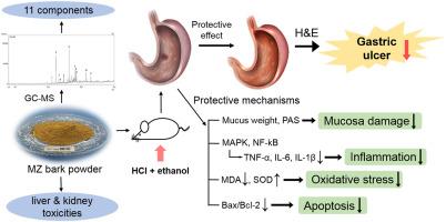 Gastroprotective effects of Machilus zuihoensis Hayata bark against acidic ethanol-induced gastric ulcer in mice