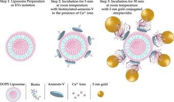 Selective labeling of phosphatidylserine for cryo-TEM by a two-step immunogold method