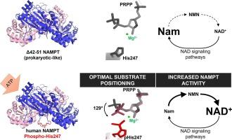 Identification of structural determinants of nicotinamide phosphoribosyl transferase (NAMPT) activity and substrate selectivity