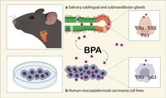 Effects of bisphenol A on murine salivary glands and human tumor cell lines