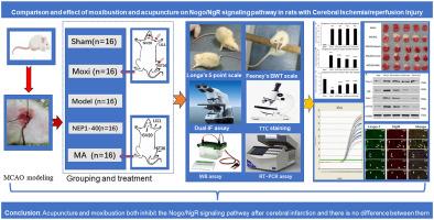 Comparison and effect of moxibustion and acupuncture on Nogo/NgR signaling pathway in rats with cerebral ischemia/reperfusion injury