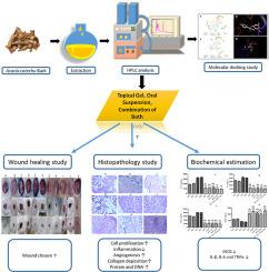 Wound healing potential of Acacia catechu in streptozotocin-induced diabetic mice using in vivo and in silico approach