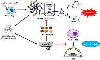 Xin-Li formula attenuates heart failure induced by a combination of hyperlipidemia and myocardial infarction in rats via Treg immunomodulation and NLRP3 inflammasome inhibition