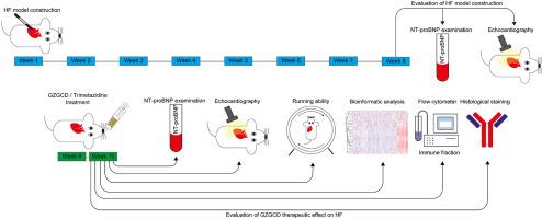 Exploring the effects and mechanisms of Guizhigancao Decoction on heart failure using an integrated approach based on experimental support and network pharmacology strategy