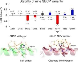 Contribution of a surface salt bridge to the protein stability of deep-sea Shewanella benthica cytochrome c'