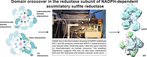 Domain crossover in the reductase subunit of NADPH-dependent assimilatory sulfite reductase