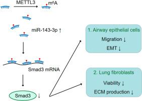 m6A-modified miR-143-3p inhibits epithelial mesenchymal transition in bronchial epithelial cells and extracellular matrix production in lung fibroblasts by targeting Smad3