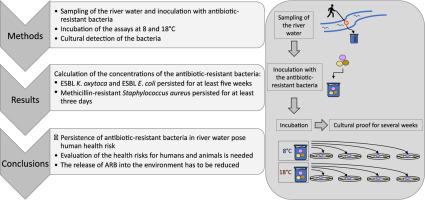 Persistence of MRSA and ESBL-producing E. coli and K. oxytoca in river water