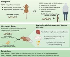 Western diet triggers cardiac dysfunction in heterozygous Mybpc3-targeted knock-in mice: A two-hit model of hypertrophic cardiomyopathy