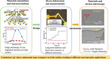 Anisotropic mass transport enables distinct synaptic behaviors on 2D material surface