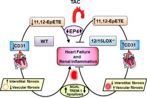 Genetic deletion of 12/15 lipoxygenase delays vascular remodeling and limits cardiorenal dysfunction after pressure overload